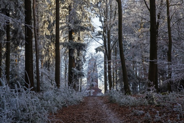 Winter, hiking trail, trees and ground cover with hoarfrost in the forest, behind