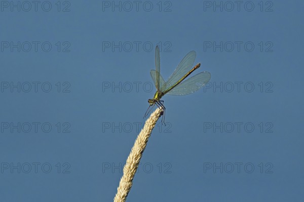 Banded demoiselle (Calopteryx splendens), female approaching a blade of grass, Switzerland, Europe