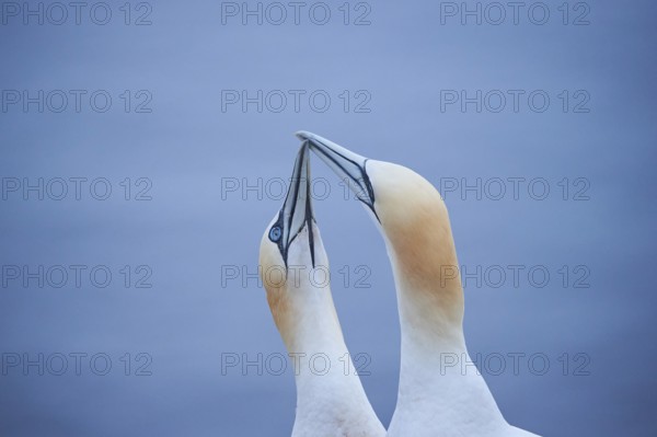 Northern gannet (Morus bassanus) couple greeting each other with their beaks, portrait, wildlife,