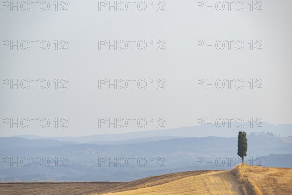 Cypress tree against the sky in a typical Tuscan landscape in Crete Senesi with hills in summer,