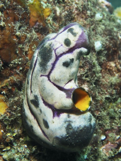 Golden sea squirt (Polycarpa aurata) with striking purple-black patterns on a reef, dive site