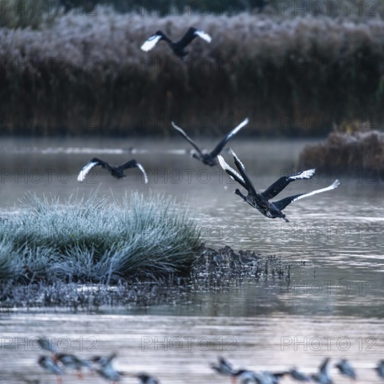 Black Swan, Cygnus atratus, birds in flight over winter marshes at sunrise