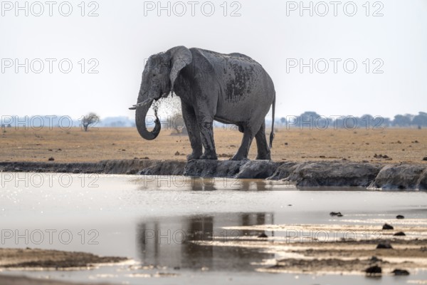 African elephant (Loxodonta africana), bathing at a waterhole, splashing water with its trunk, Nxai