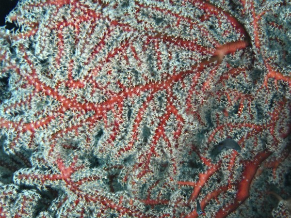 Close-up of coral with red branches and complex structure, red knotted fan (Melithaea ochracea),