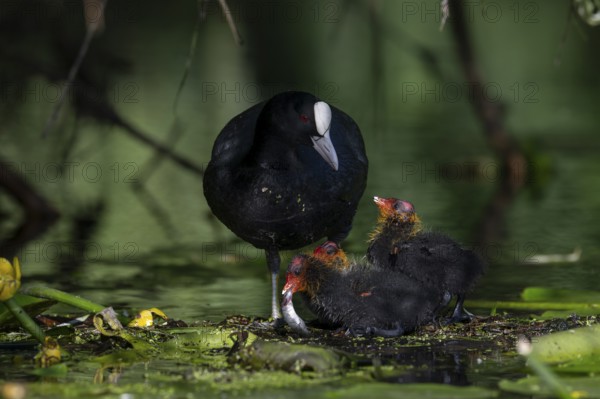 Great Crested Grebe (Podiceps cristatus), Nettetal, Germany, Europe