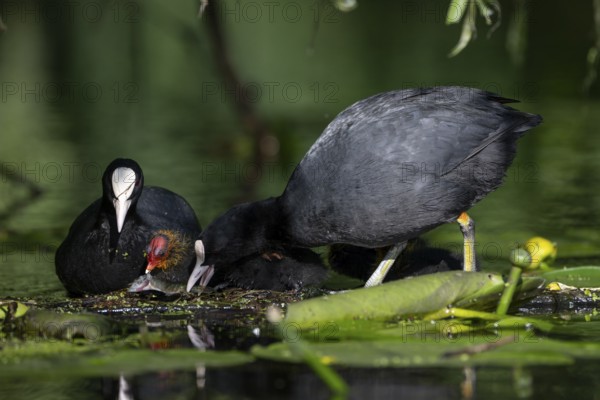 Great Crested Grebe (Podiceps cristatus), Nettetal, Germany, Europe