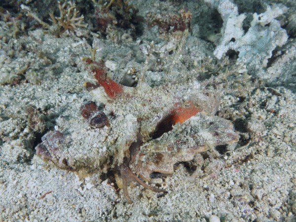 A camouflaged spiny devil fish (Inimicus didactylus) lies barely visible on the sandy seabed, dive
