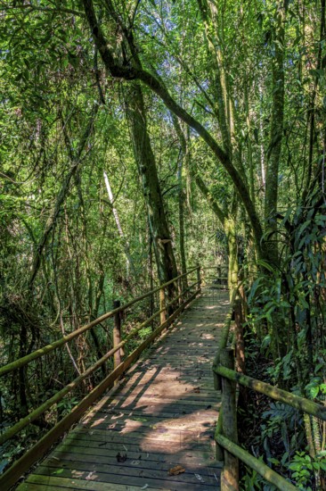 Wooden suspended path through the vegetation of the preserved rainforest in Ilhabela Ilhabela, Sao