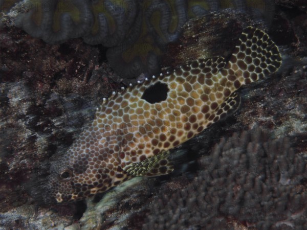A fish with a unique pattern, honeycomb grouper (Epinephelus merra), swimming in a dark