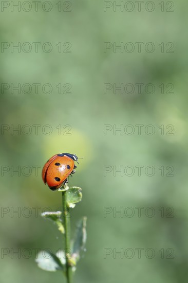 Seven-spot ladybird (Coccinella septempunctata), on the top of a plant, bokeh in the background,