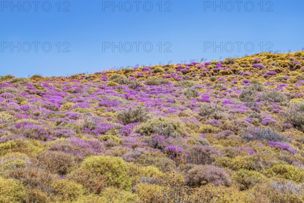 Wild thyme bushes blooming, Kourtaliótiko gorge, Rethymno, Crete, Greek Islands, Greece, Europe