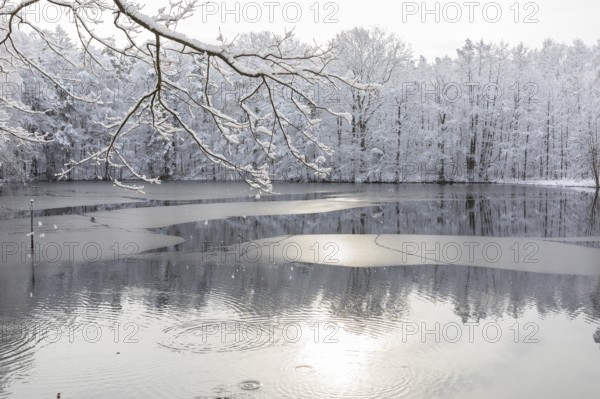 Winter at the Merzteich pond in Friedewald near Niederau, Moritzburg pond area, Saxony, Germany,