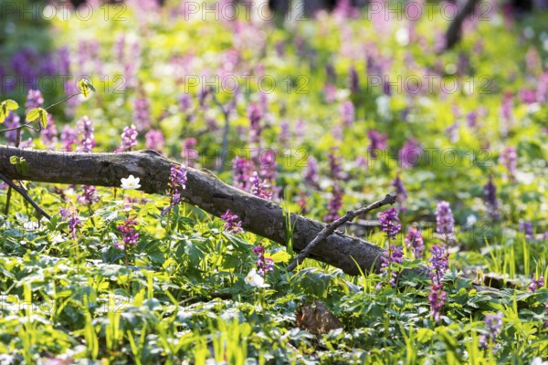 Larkspur (Corydalis) in bloom, forest floor in spring, Saxony, Germany, Europe
