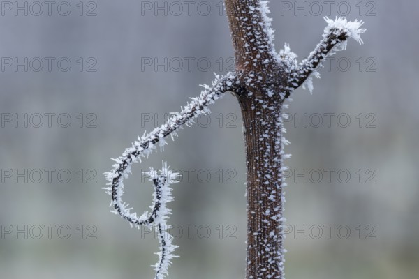 Minimalist-looking, icy branch of a grapevine in front of a wintry background, Reif, Rems Valley,