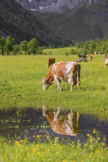 Holstein Friesian cattle stand on a green meadow next to a puddle. A reflection of the cows and the