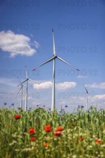 Lichtenau, North Rhine-Westphalia, Germany, wind farm in agricultural landscape, flower strips in