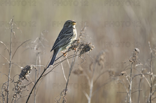 Corn bunting (Emberiza calandra, Miliaria calandra), sitting on a branch, Lake Neusiedl National
