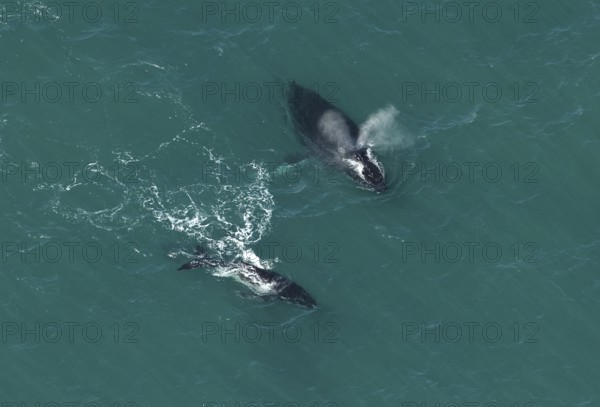 Humpback whales (Megaptera novaeangliae), Ningaloo Reef, aerial view, Cape Range National Park,