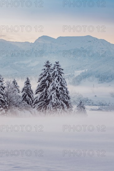 Deep snowy winter morning mood near Halblech in the foothills of the Alps in the Allgäu with the