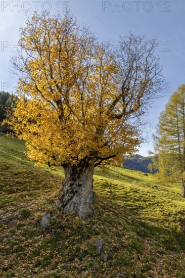 A large, old sycamore maple (Acer pseudoplatanus) with yellow autumn leaves in a meadow under a