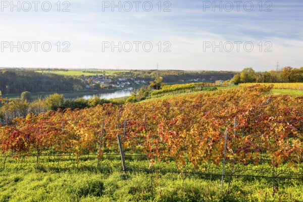 Autumn foliage colouring of the grapevine (Vitis vinifera), Goldkuppe vineyard with view of the