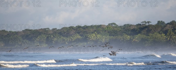 Coastal landscape, sea and sandy beach with rainforest, Corcovado National Park, Osa Peninsula,