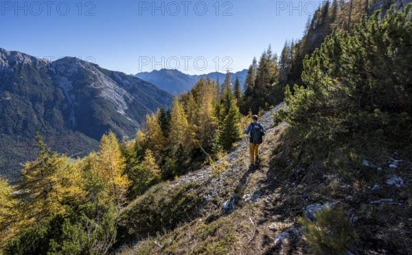 Mountaineer on a hiking trail through autumnal mountain forest, yellow-coloured larches, ascent to