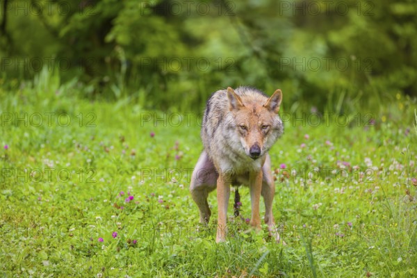 A female eurasian gray wolf (Canis lupus lupus) shits on a green meadow