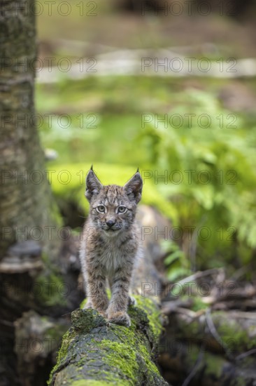 One young (10 weeks old) male Eurasian lynx, (Lynx lynx), crossing a creek, using a fallen tree as