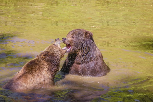 A Eurasian brown bear (Ursus arctos arctos) sow fighting with a big male in a pond