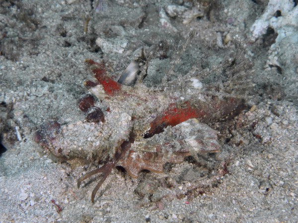 Well camouflaged fish, Spiny Devilfish (Inimicus didactylus), hiding under the sand in the ocean,