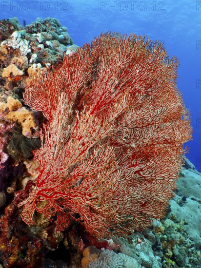 Red knot fan (Melithaea ochracea) in the ocean, beauty of the reefs and underwater environment,