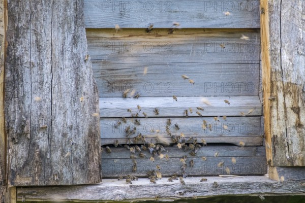 Bees swarming from an old wooden house that serves as a beehive, North Rhine-Westphalia, Germany,