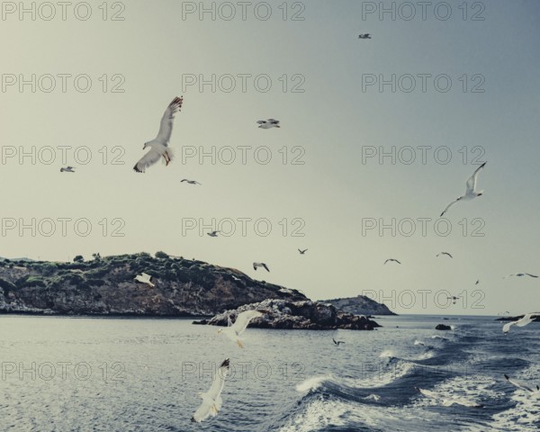 Seagulls off the coast of the Greek island of Skiathos, Greece, Europe