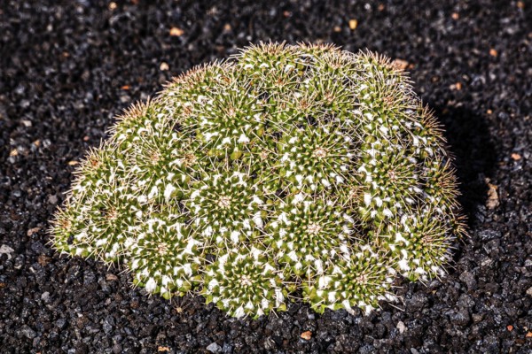 2016, Raimund Franken, Model Release:Not, Property Release: Not Guatiza, Lanzarote, Jardin de