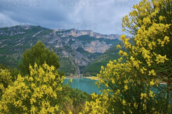 Mountain landscape with the reservoir Lac de Sainte-Croix, surrounded by flowering rushes (Spartium