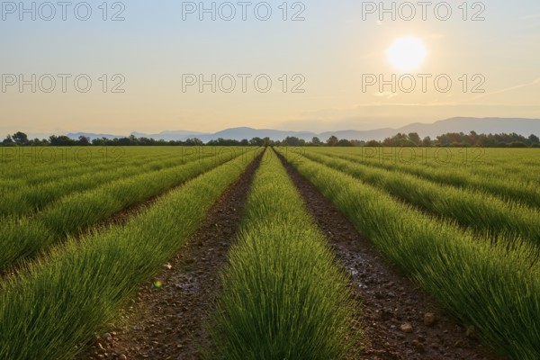 A wide lavender field (Lavandula), at sunrise, mountains in the background, summer, Valensole,