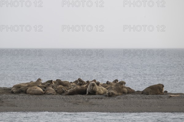 Walrus (Odobenus rosmarus), walrus, Ardneset headland, Svalbard and Jan Mayen archipelago, Norway,