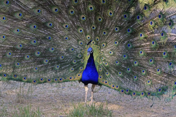 Indian peafowl (Pavo Scalloped ribbonfish), adult, male, beats wheel, courtship display, Germany,