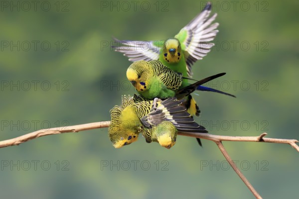 Budgerigar (Melopsittacus undulatus), adult, group, male, female, in perch, mating, social