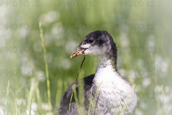 Eurasian Coot chicks (Fulica atra) standing in meadow surrounded by daisies, close-up, profile