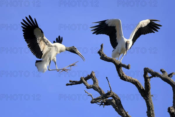 Wood stork (Mycteria americana), adult, pair, perch, St. Augustine, Florida, USA, North America