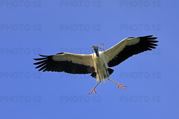 Wood stork (Mycteria americana), adult, flying, nesting material, St. Augustine, Florida, USA,