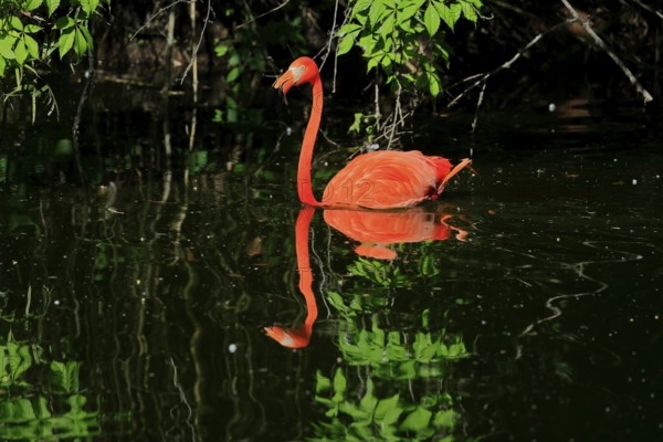 Cuban Flamingo (Phoenicopterus ruber), Red Flamingo, adult, in the water, foraging, captive, South