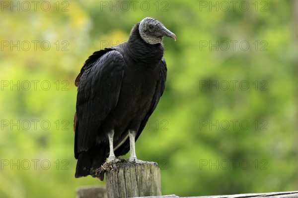 Raven Vulture (Coragyps atratus), adult, alert, perch, Orlando, Florida, USA, North America