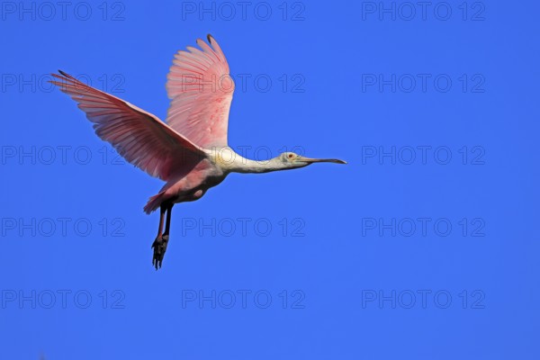 Roseate spoonbill (Platalea ajaja), adult, flying, St. Augustine, Florida, North America, USA,