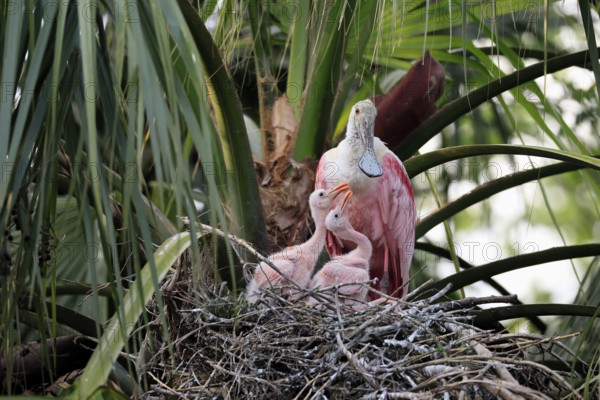Roseate spoonbill (Platalea ajaja), adult, juvenile, chick, on nest, at breeding site, on tree,