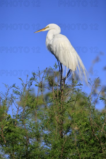 Great Egret (Ardea alba), adult, breeding plumage, decorative feathers, perch, St. Augustine,