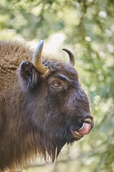 European bison (Bison bonasus) portrait in a forest in spring, Bavarian Forest, Germany, Europe