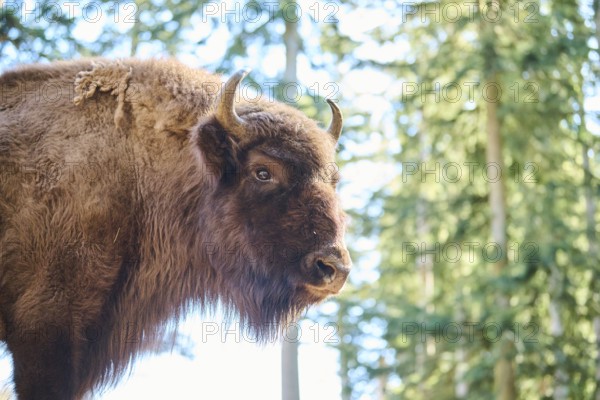 European bison (Bison bonasus) portrait in a forest in spring, Bavarian Forest, Germany, Europe